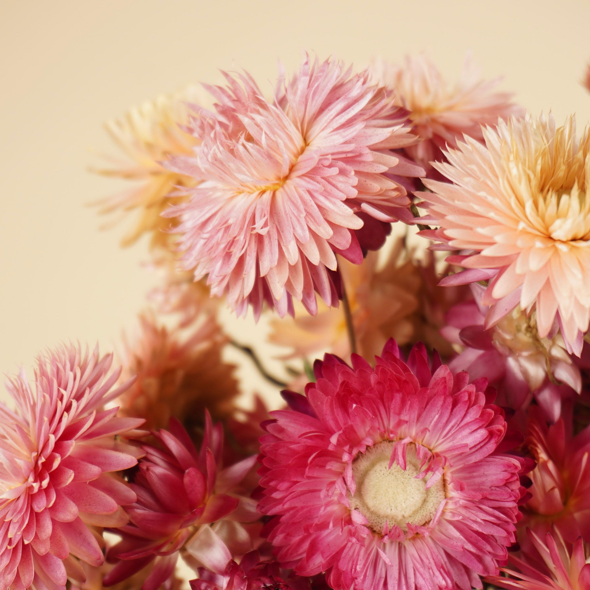 Gedroogde helichrysum (strobloem) – zalm