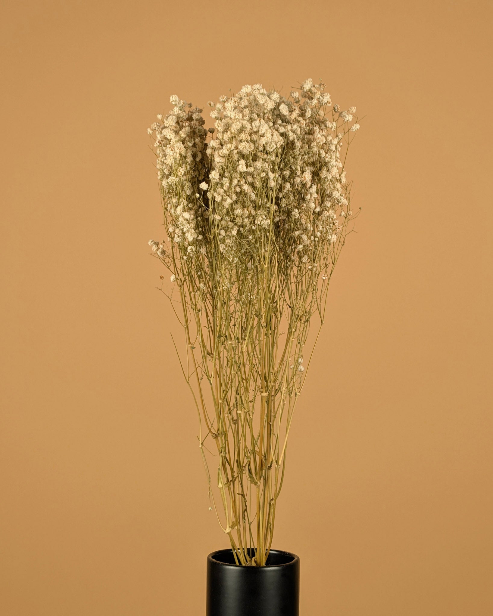 Schleierkraut (Gypsophilia) weiß naturgetrocknet