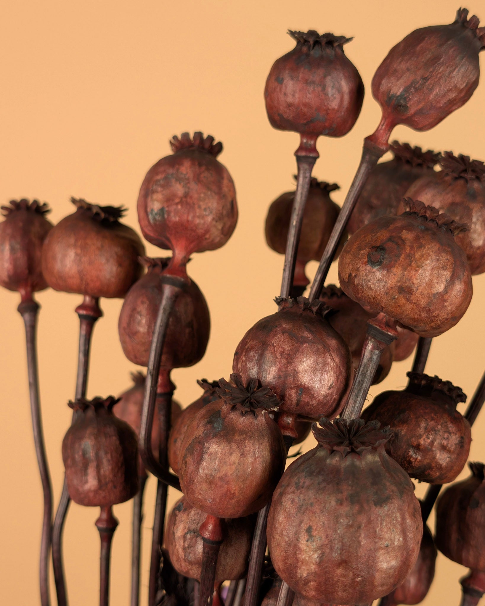 Poppy séché marron foncé