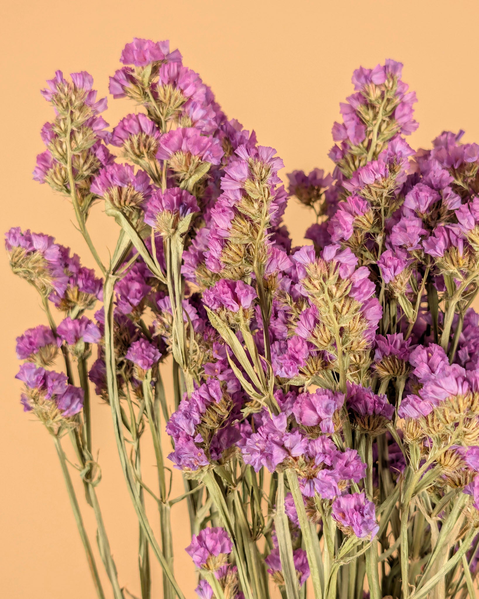 Gedroogde statice (lamsoor) – roze