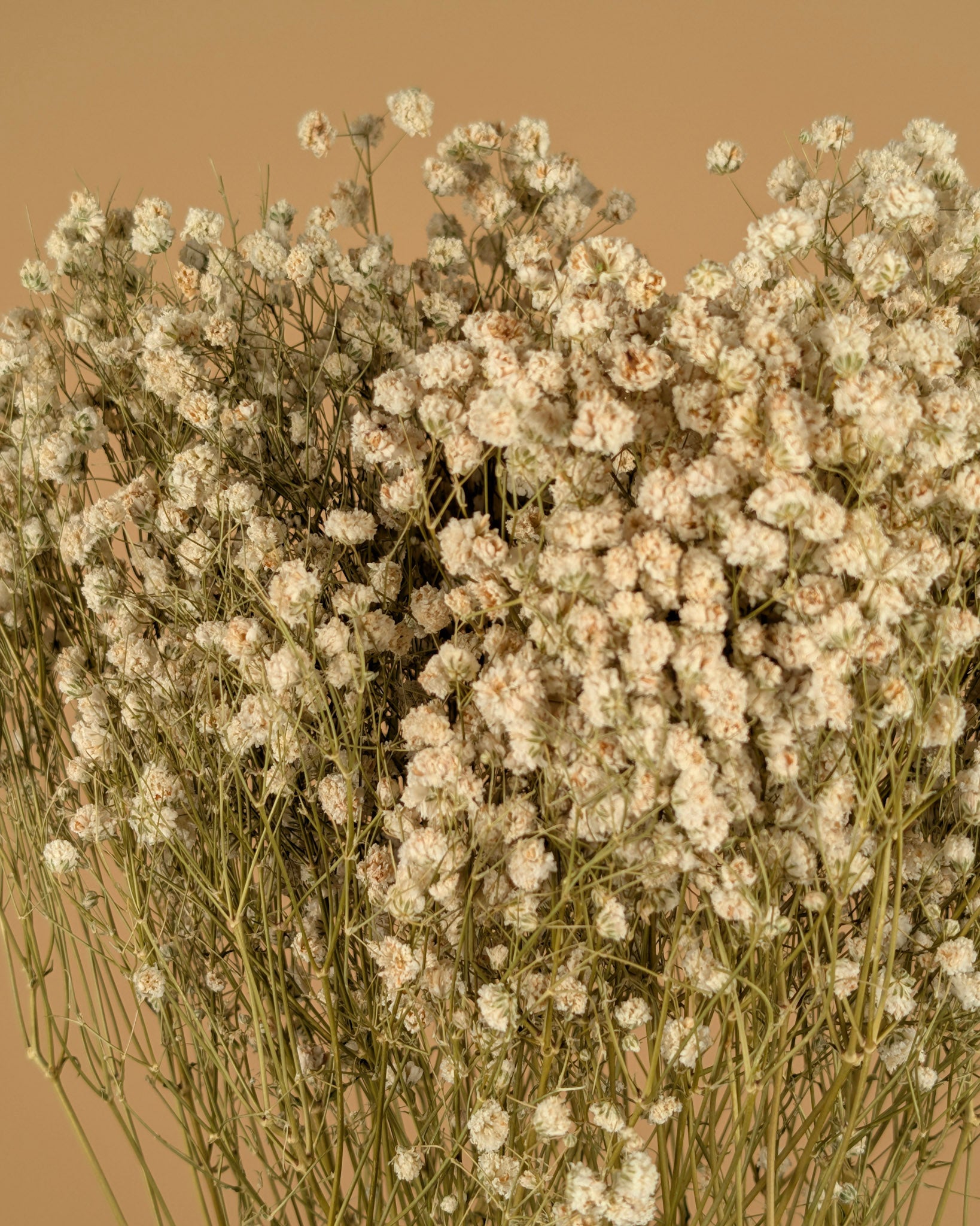 Schleierkraut (Gypsophilia) weiß naturgetrocknet