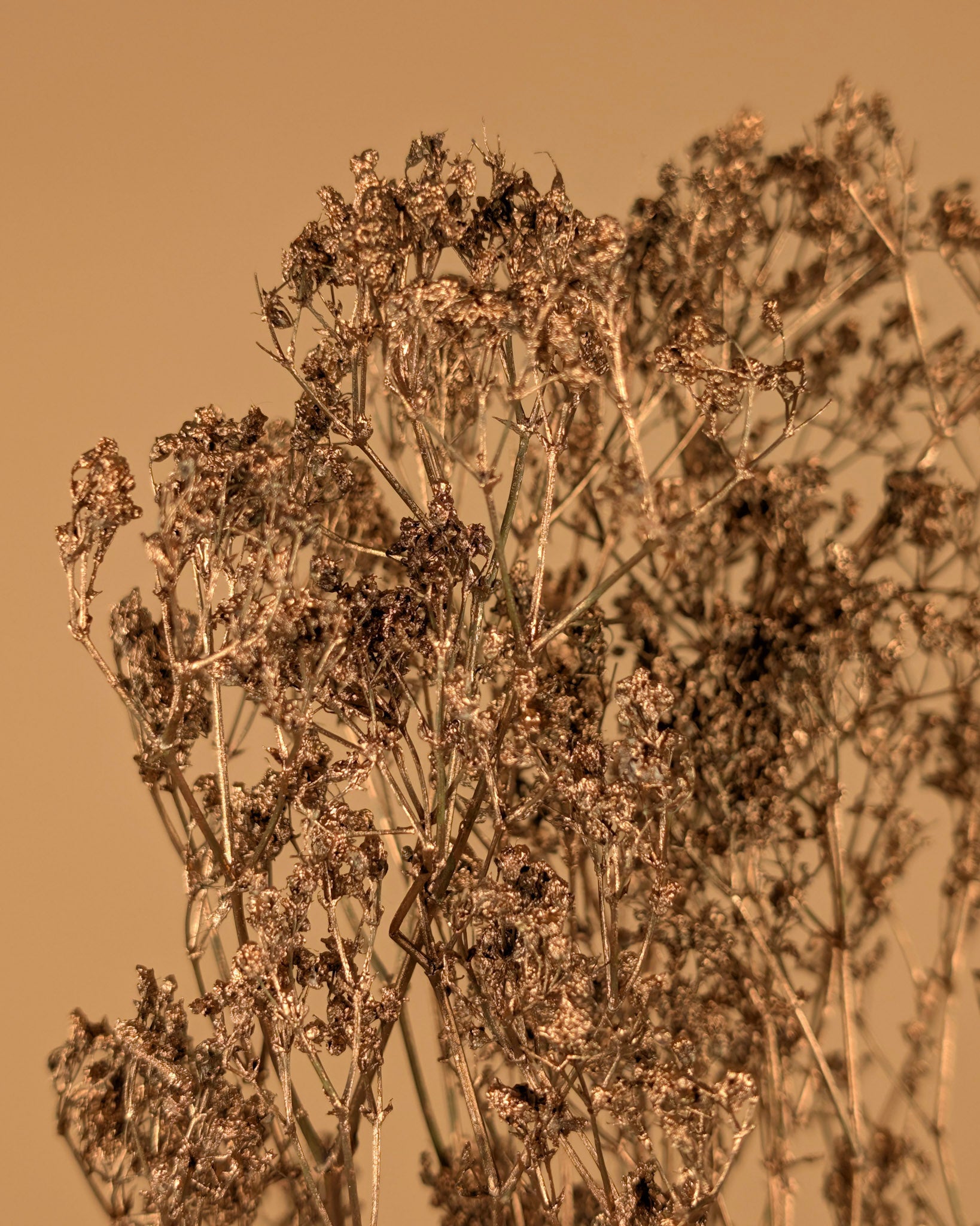 Gedroogde gypsophila (gipskruid) – goud geverfd