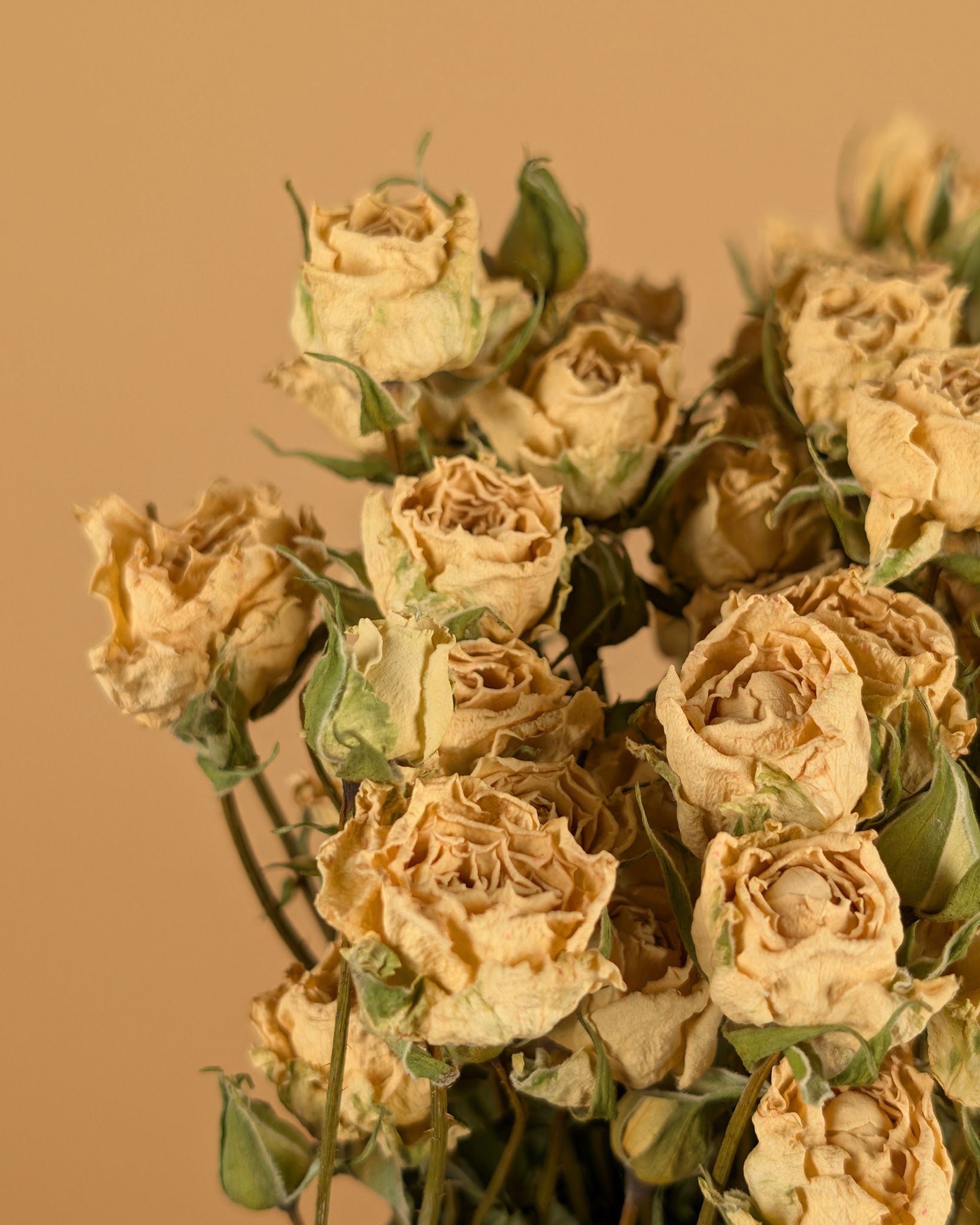 Grappes blanches séchées