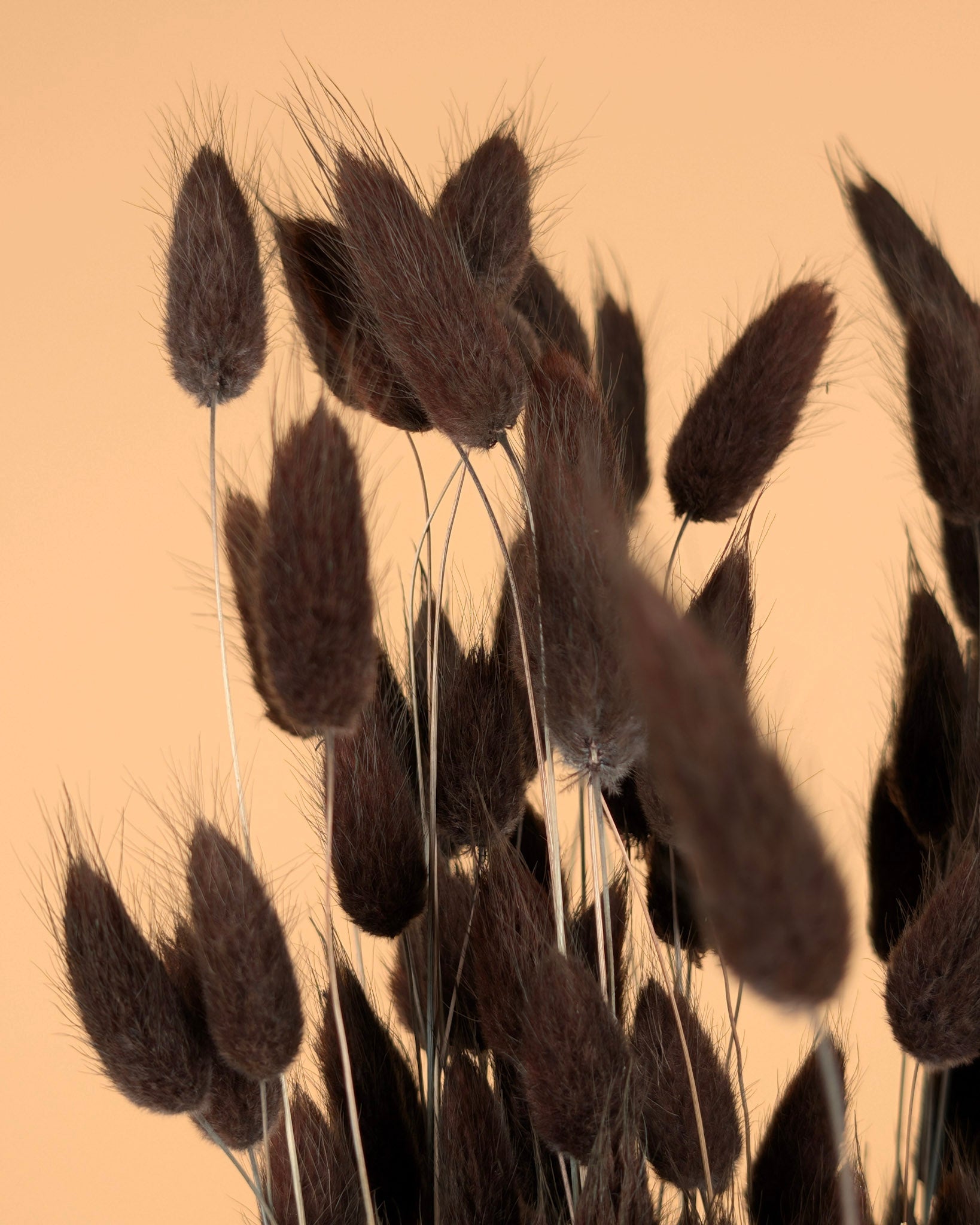 Gedroogde lagurus ovatus (hazenstaart) – bruin