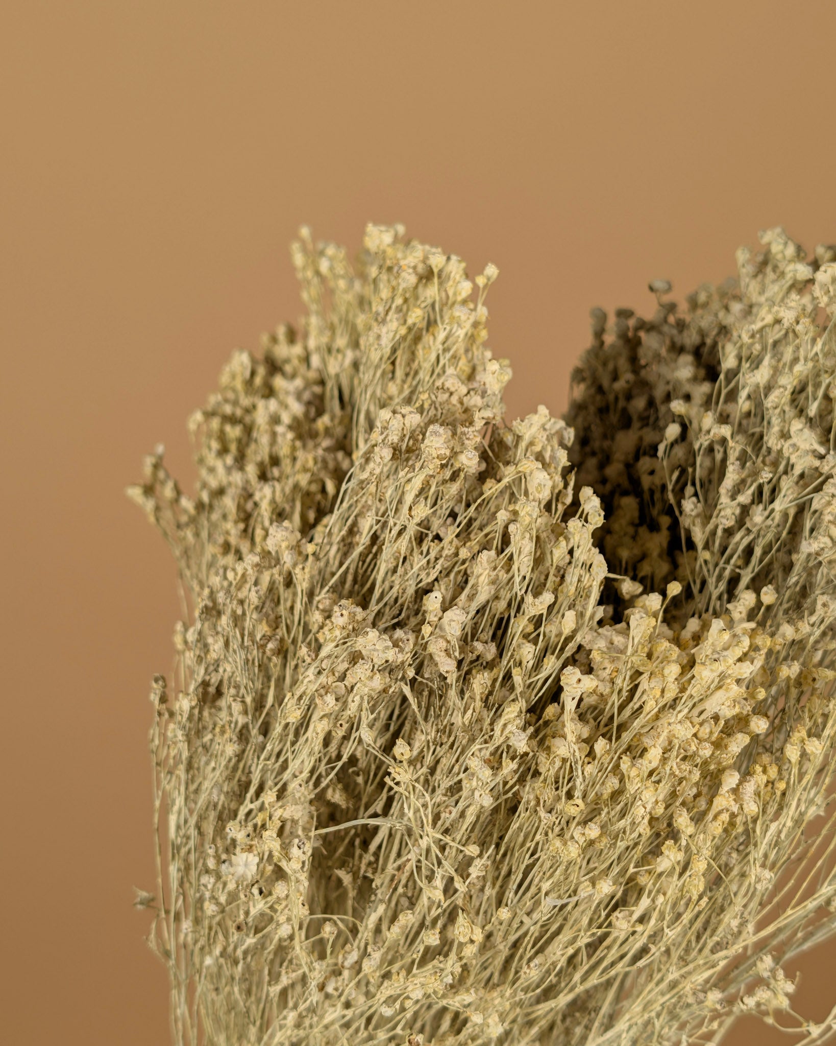 Getrockneter Besen blühen weiße neblige Nebel