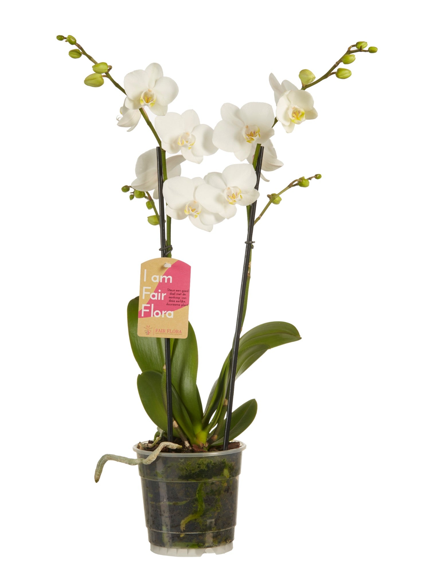 Phalaenopsis Orchidee Multiflora Weiß