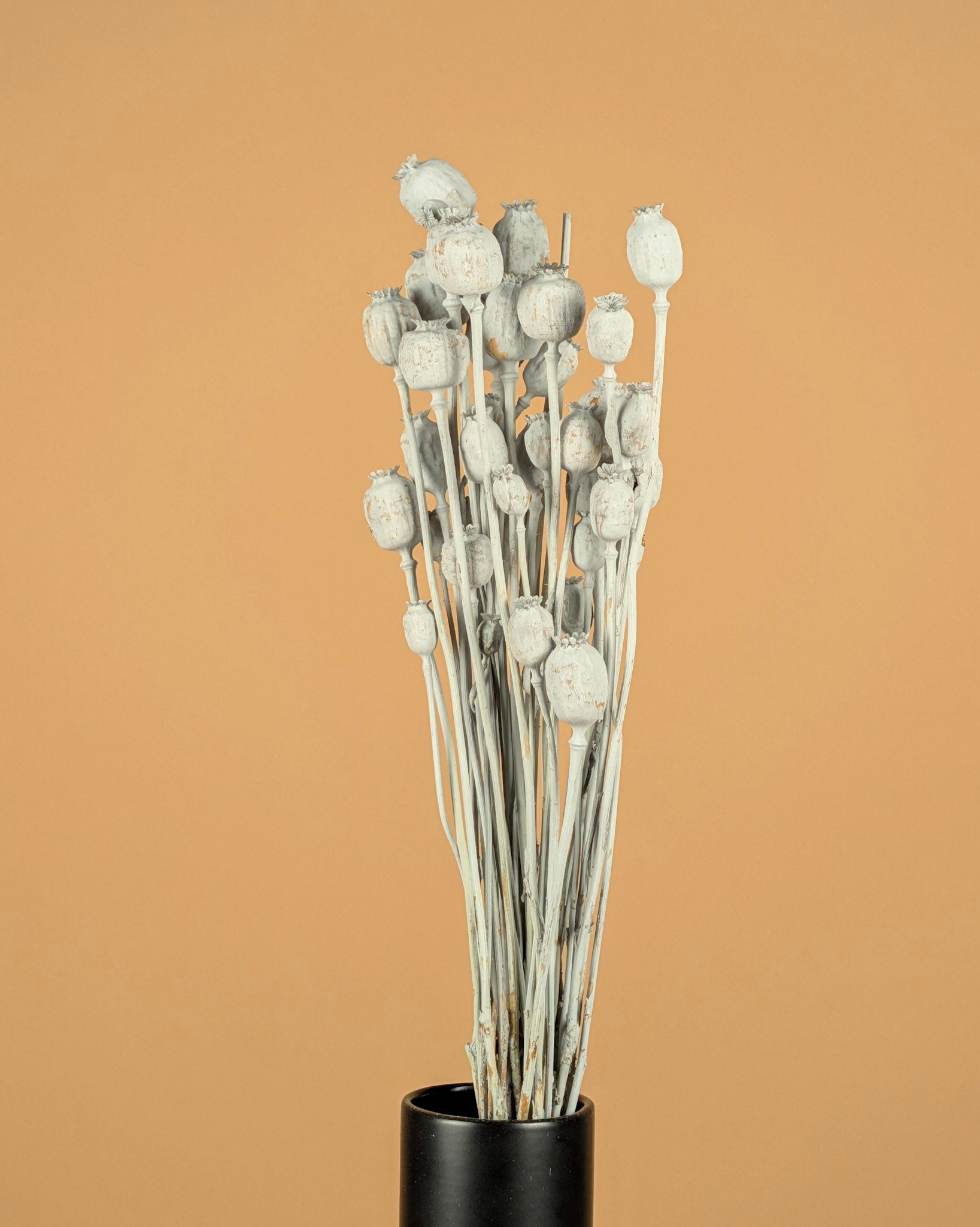 Papaver gris séché