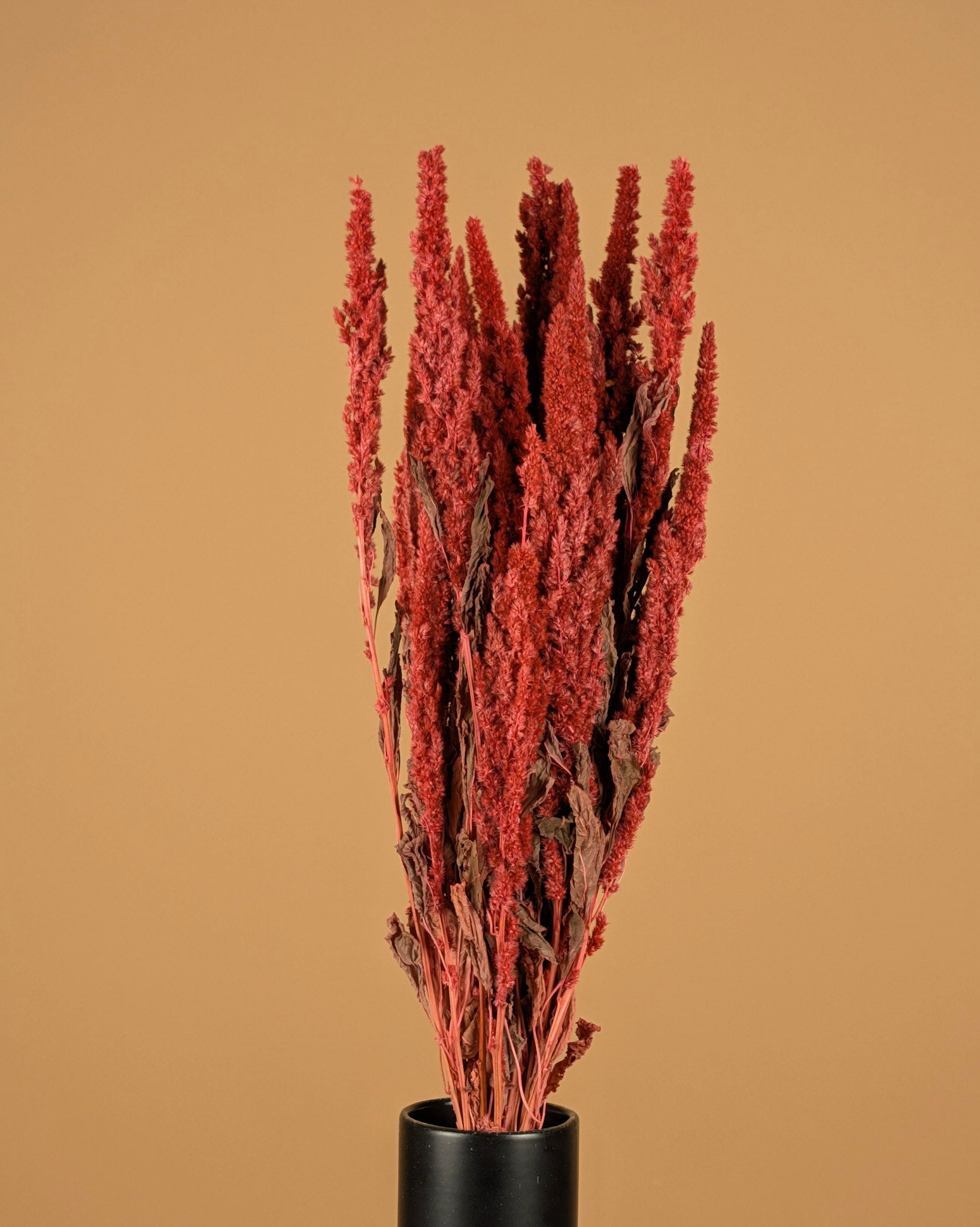 Séché amaranthus rose