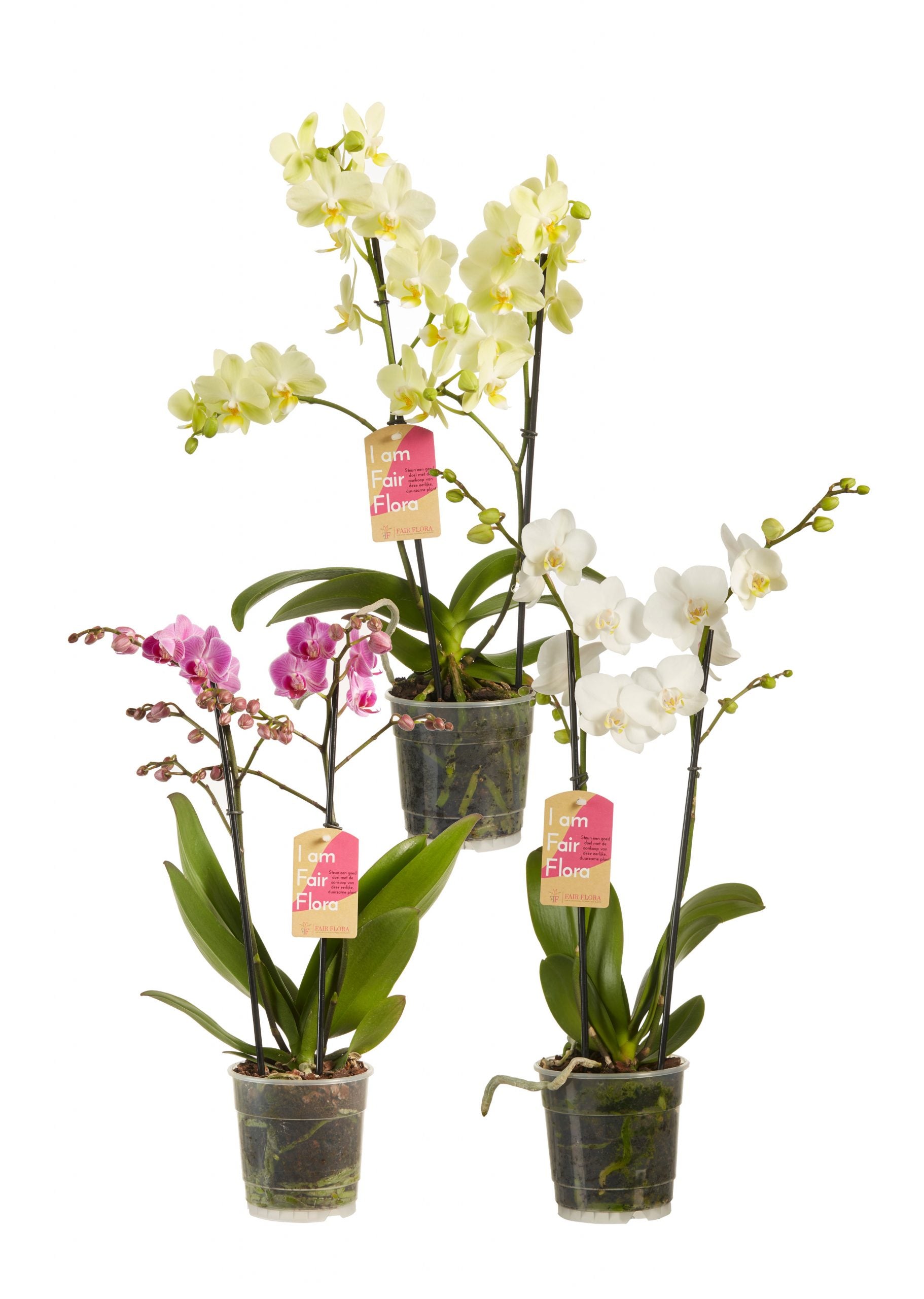 Phalaenopsis multiflora lila, weiß und gelb (3 Stücke)