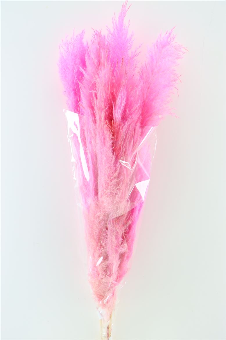 Gedroogde pampasgras – donker roze