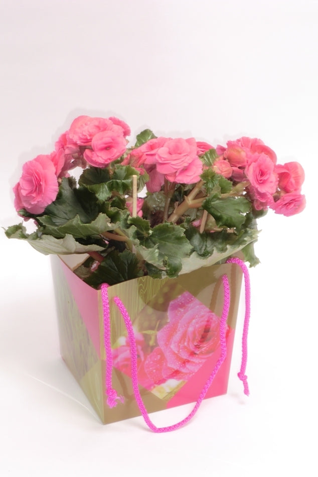 Begonia Pink in Blumenbeutel