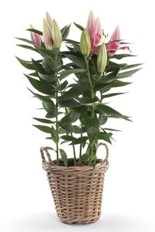Lelie Oriental in a wicker basket