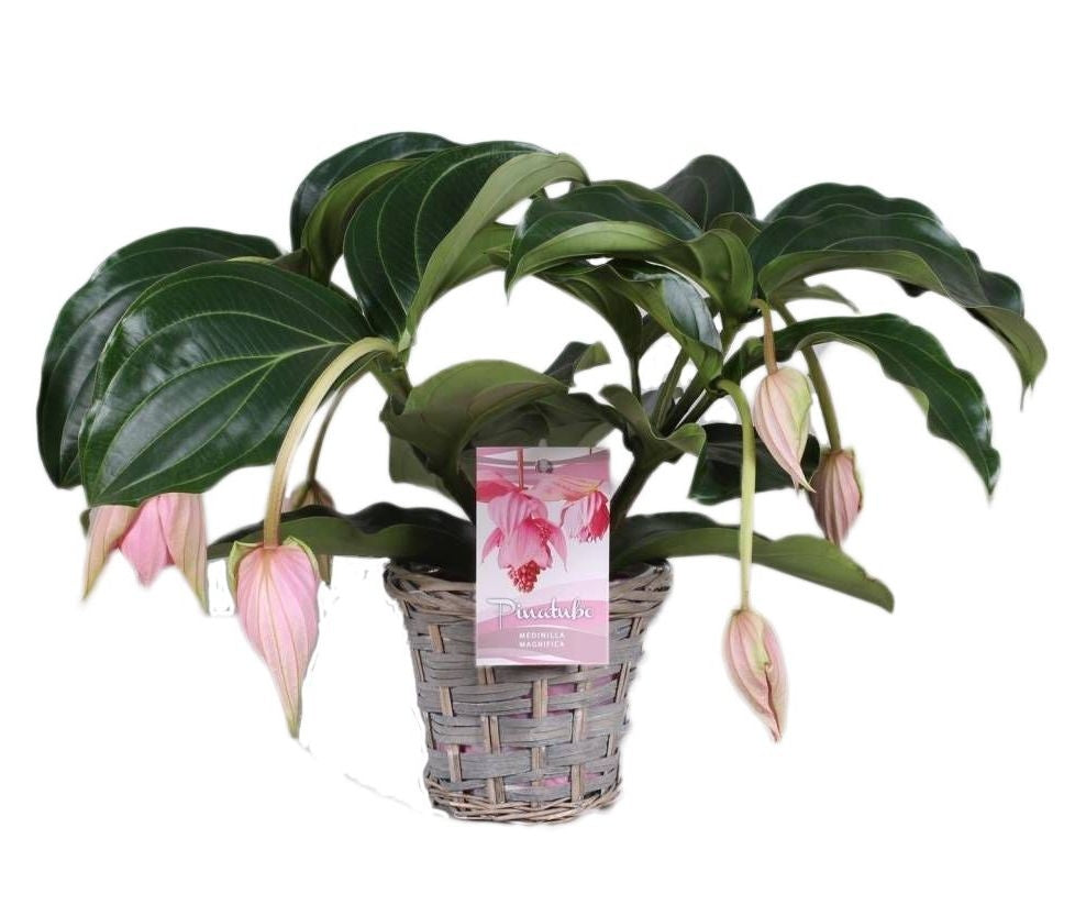 Medinilla 3 - 4 button in a wicker basket