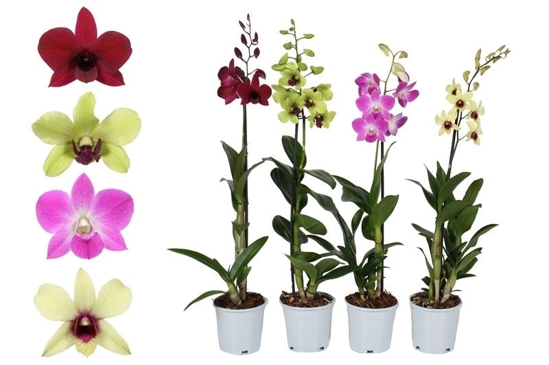 Orchid Dendrobium 1 branch in white cultivation jar