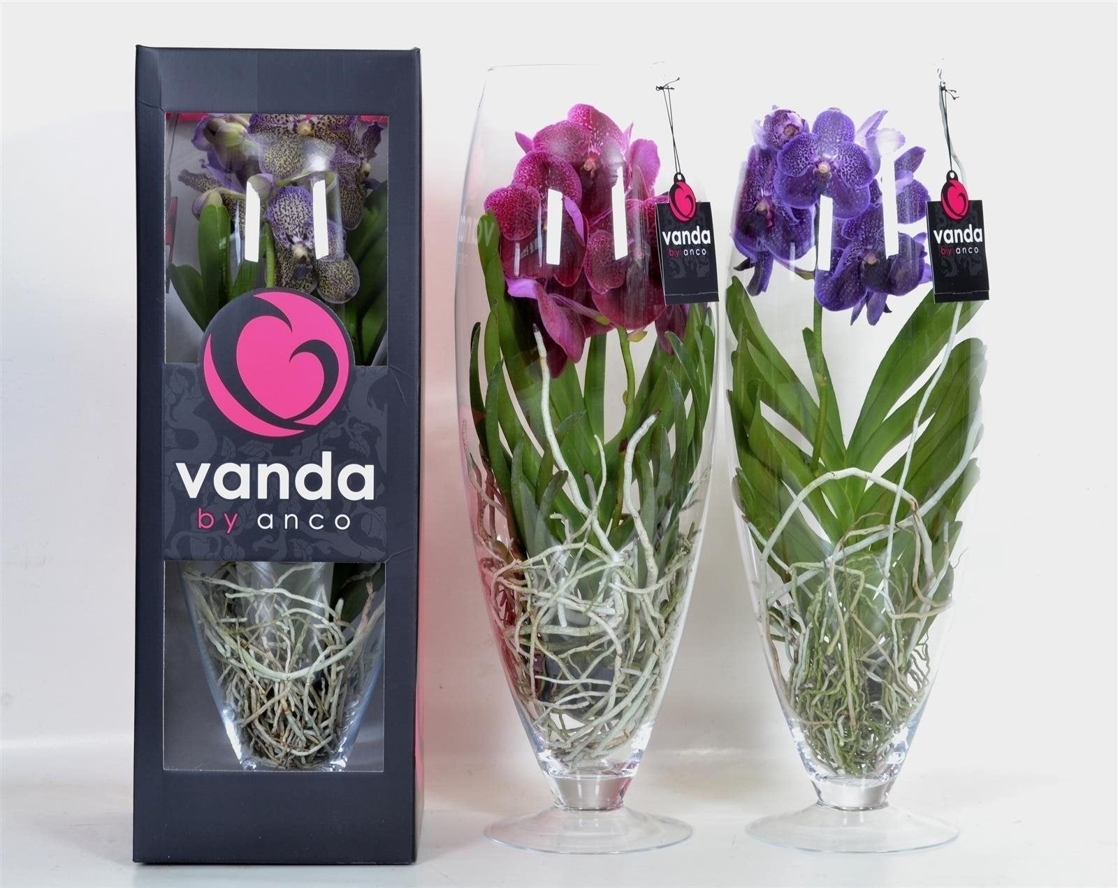 Orchid vanda in champagne glass
