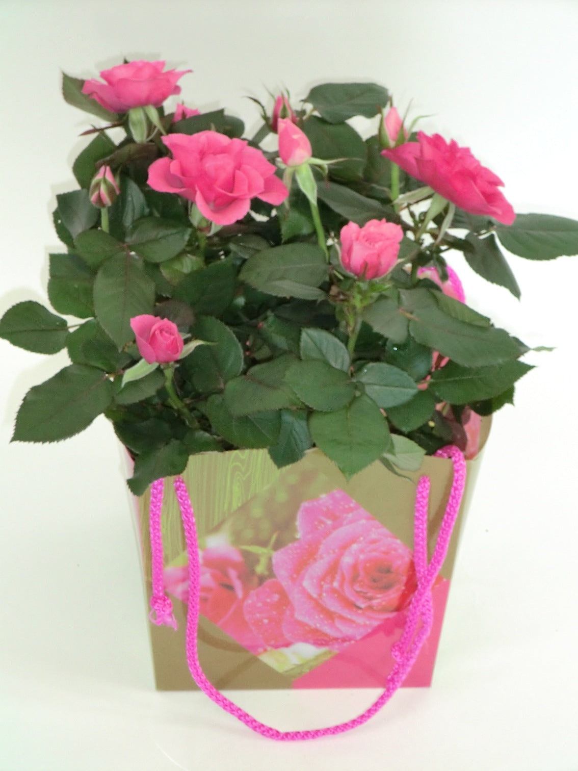 Potroos in floral bag