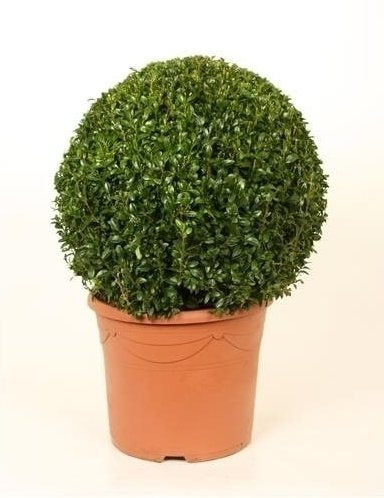 Buxus -Kugel mit einem Durchmesser von 40 cm
