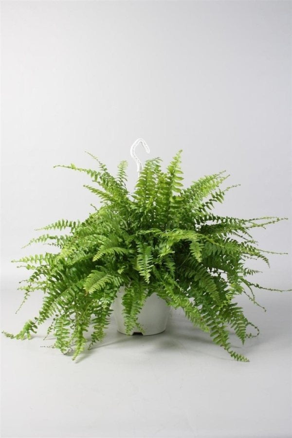 Nephrolepis in einem weißen hängenden Topf