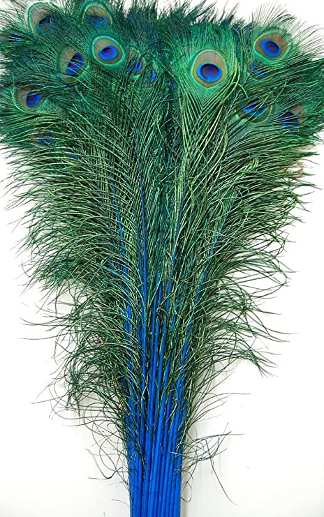 Peacock feathers blue long