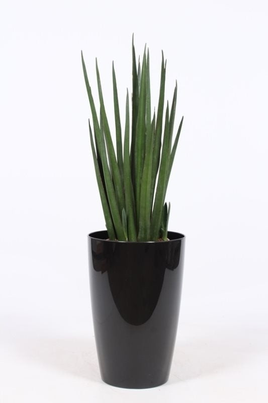 Sansevieria katana in een hoge kunstof pot