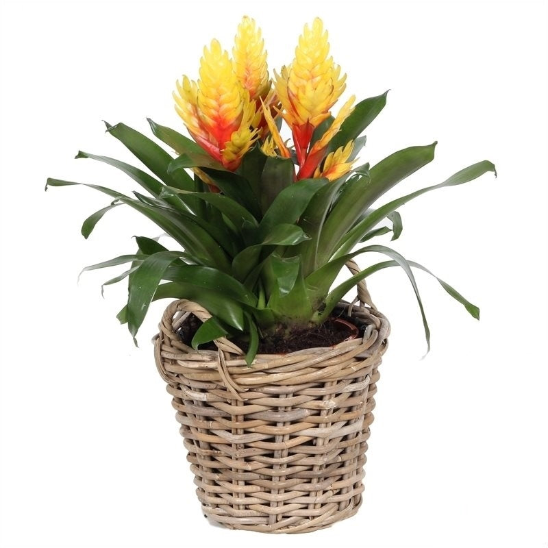 Vriesea Evita in a wicker basket