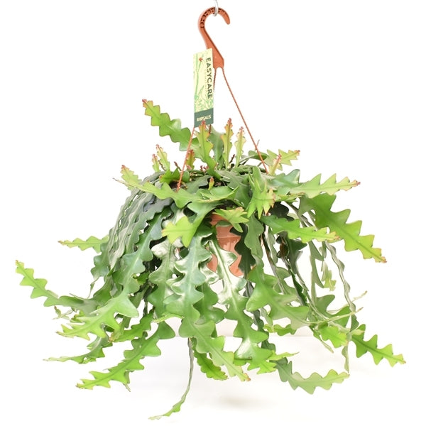 Selenicereus in a hanging pot