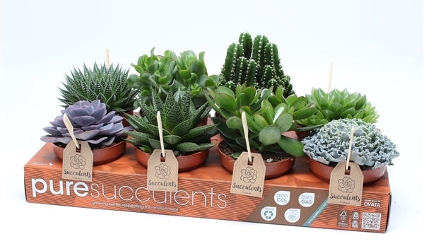 Fat plants mix in a tray with 8 plants