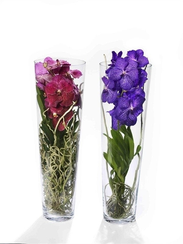 Orchid vanda in Lisanne Glas