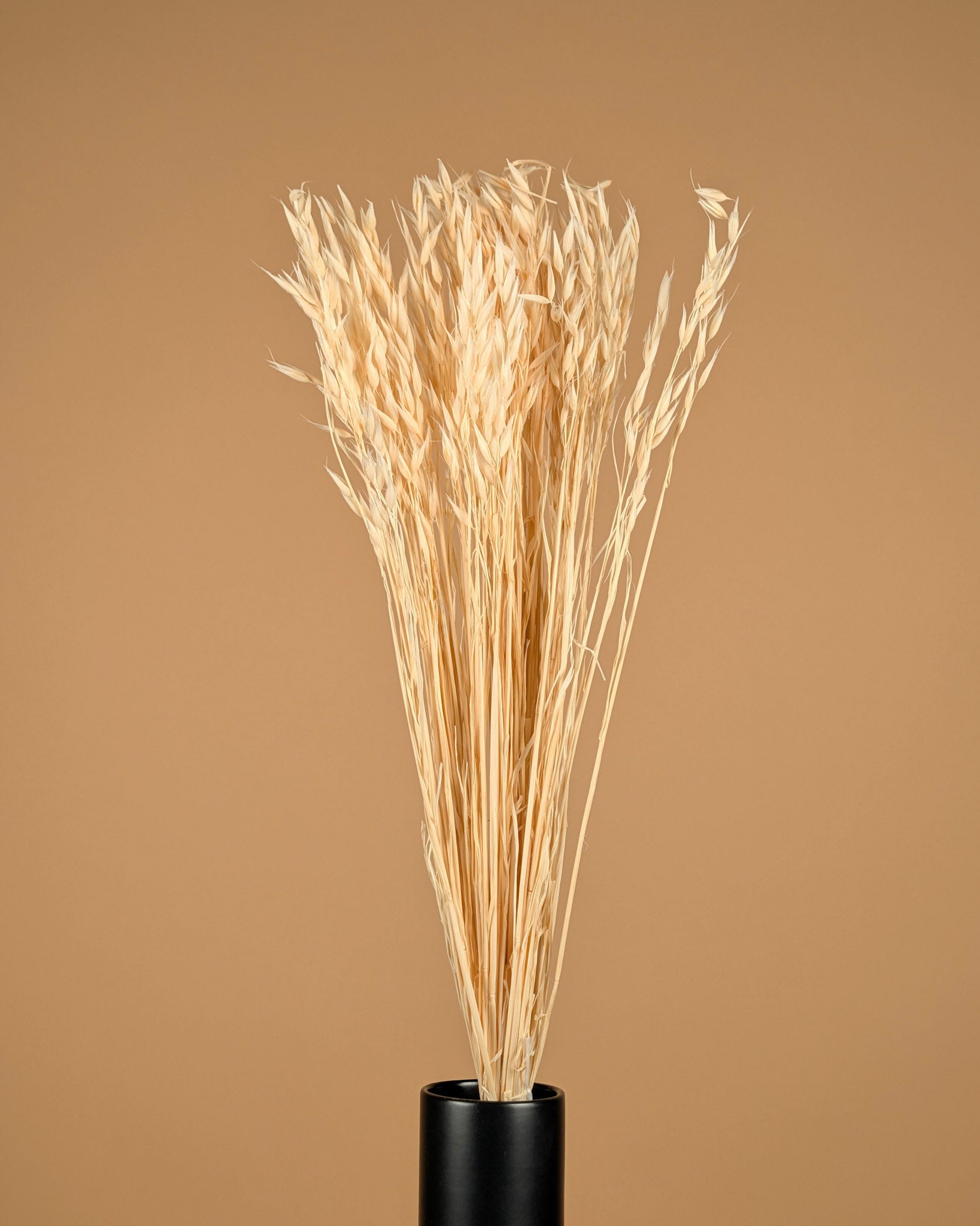 Getrockneter Hafer (Avena) bleichte gebleicht