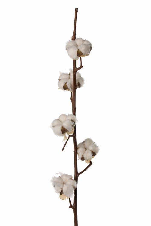 Gedroogde katoentak (Gossypium) – 7 bollen