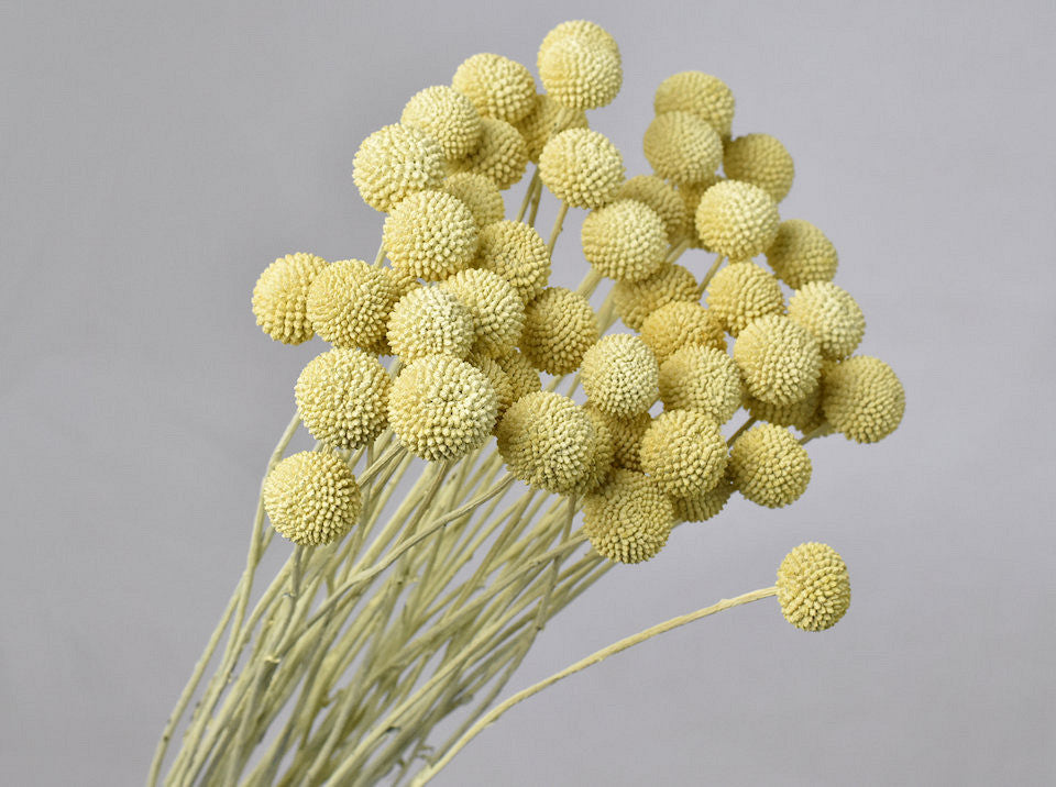 Dried craspedia pastel yellow