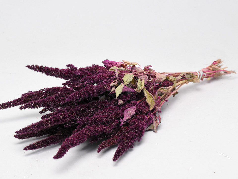 Gedroogde amaranthus – rood