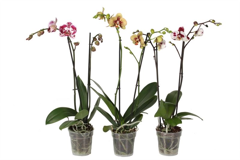 Phalaenopsis Weiß, Gelb und Rosa (3 Stücke)