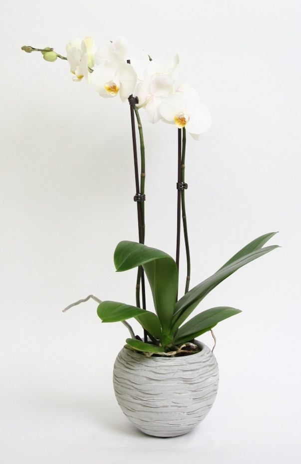 Phalaenopsis Orchid 2 branches in ceramic Sudan Gray