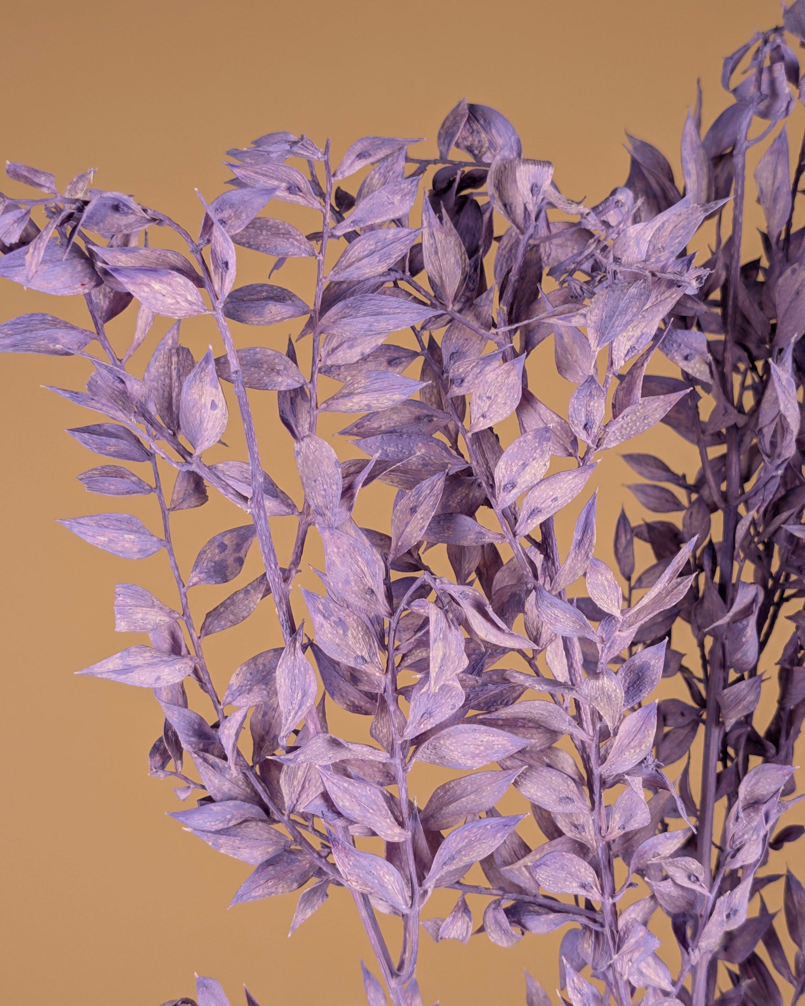 Gepreserveerde ruscus – milka