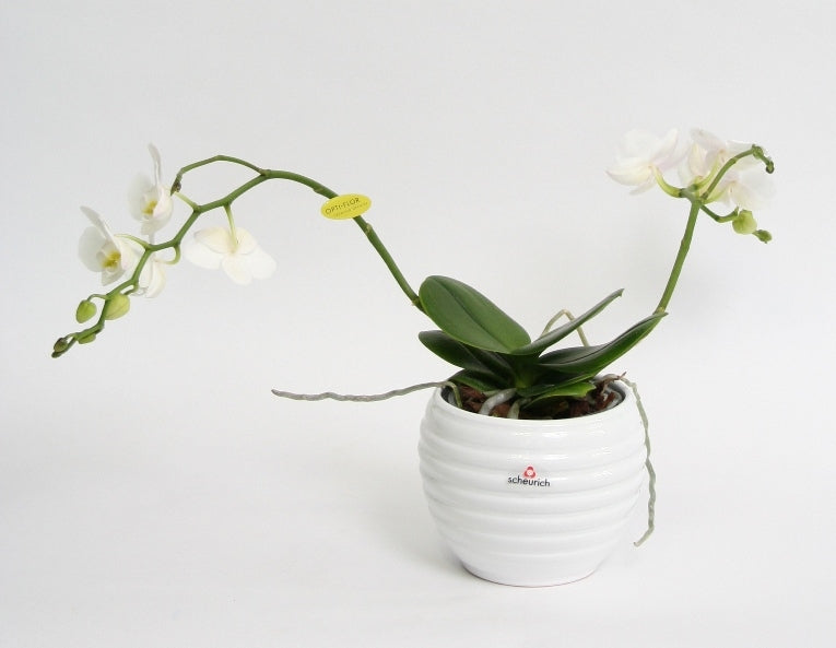 Phalaenopsis Wild Orchidee Weiß in einem weißen Keramikzug Topf