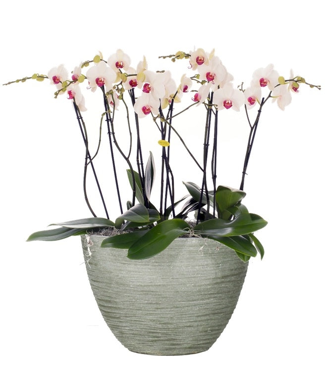 Phalaenopsis -Paket in Keramik Dick Kras Gray