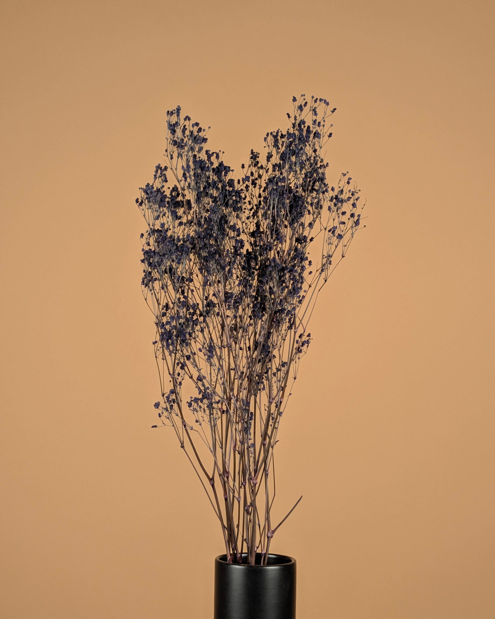 Gips Crain (Gypsophilie) blau getrocknet