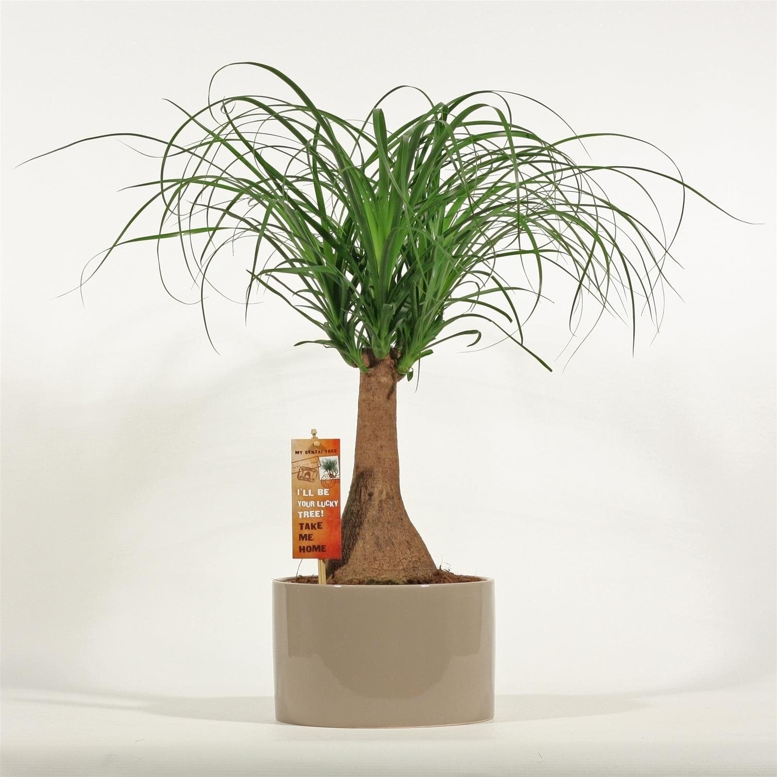 Nolina Beaucarnea in einem runden Taupe -gefärbten Keramik -Topf