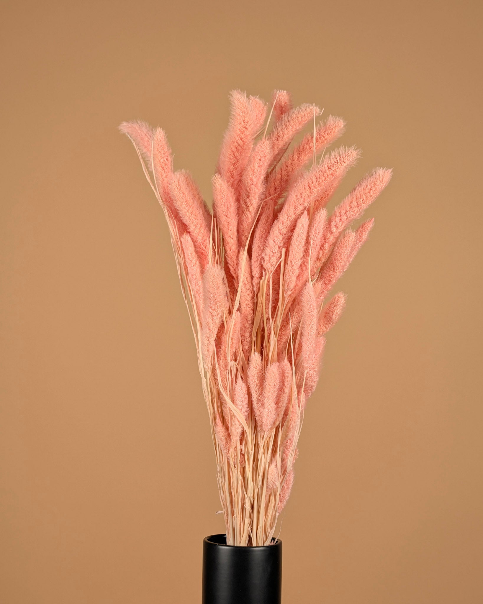 Gedroogde setaria – licht roze