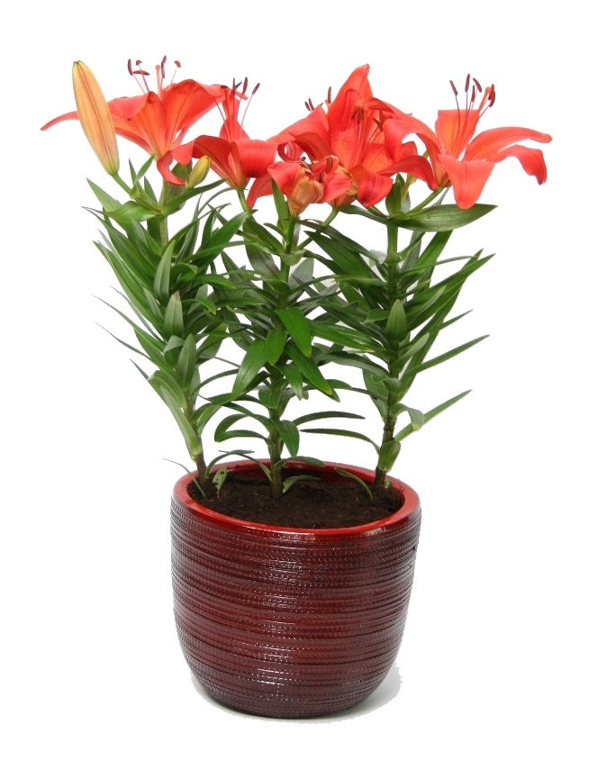 Lily Asian in Keramik Cabo Red