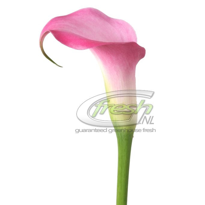 10 Calla (Zantedeschia) in verschiedenen Farben