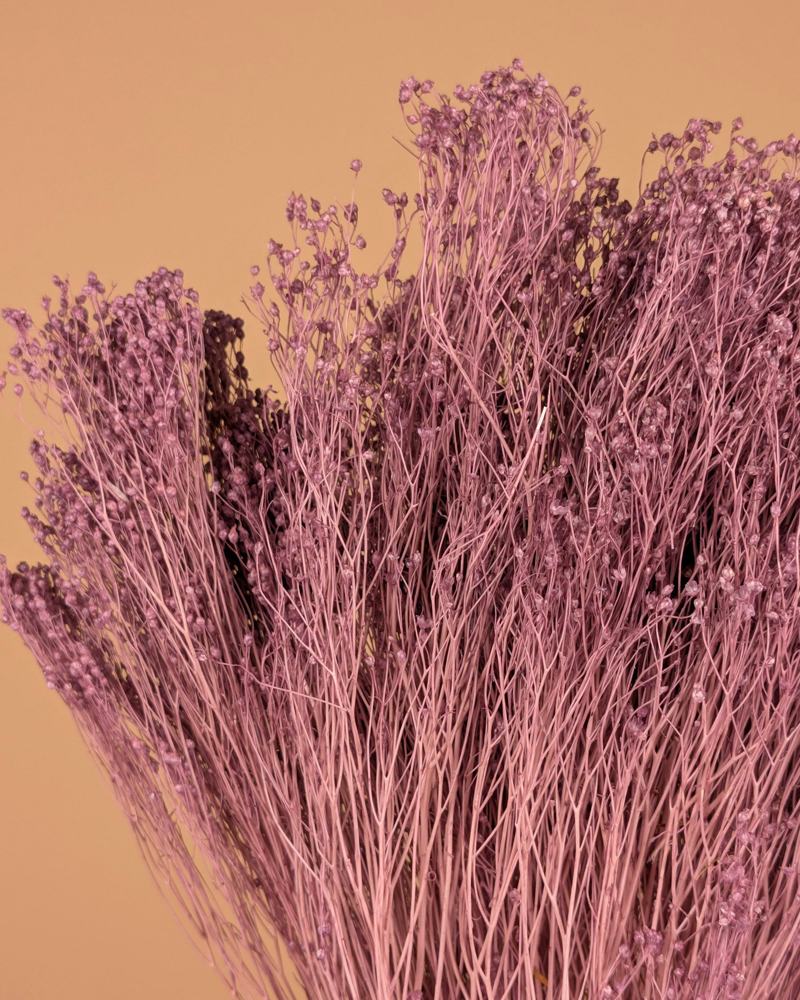 Gedroogde broom bloom – milka paars