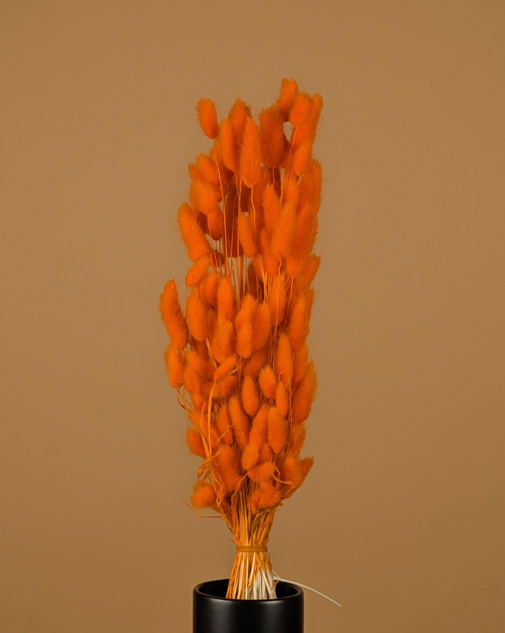 Dried Lagurus Ovatus Oranje