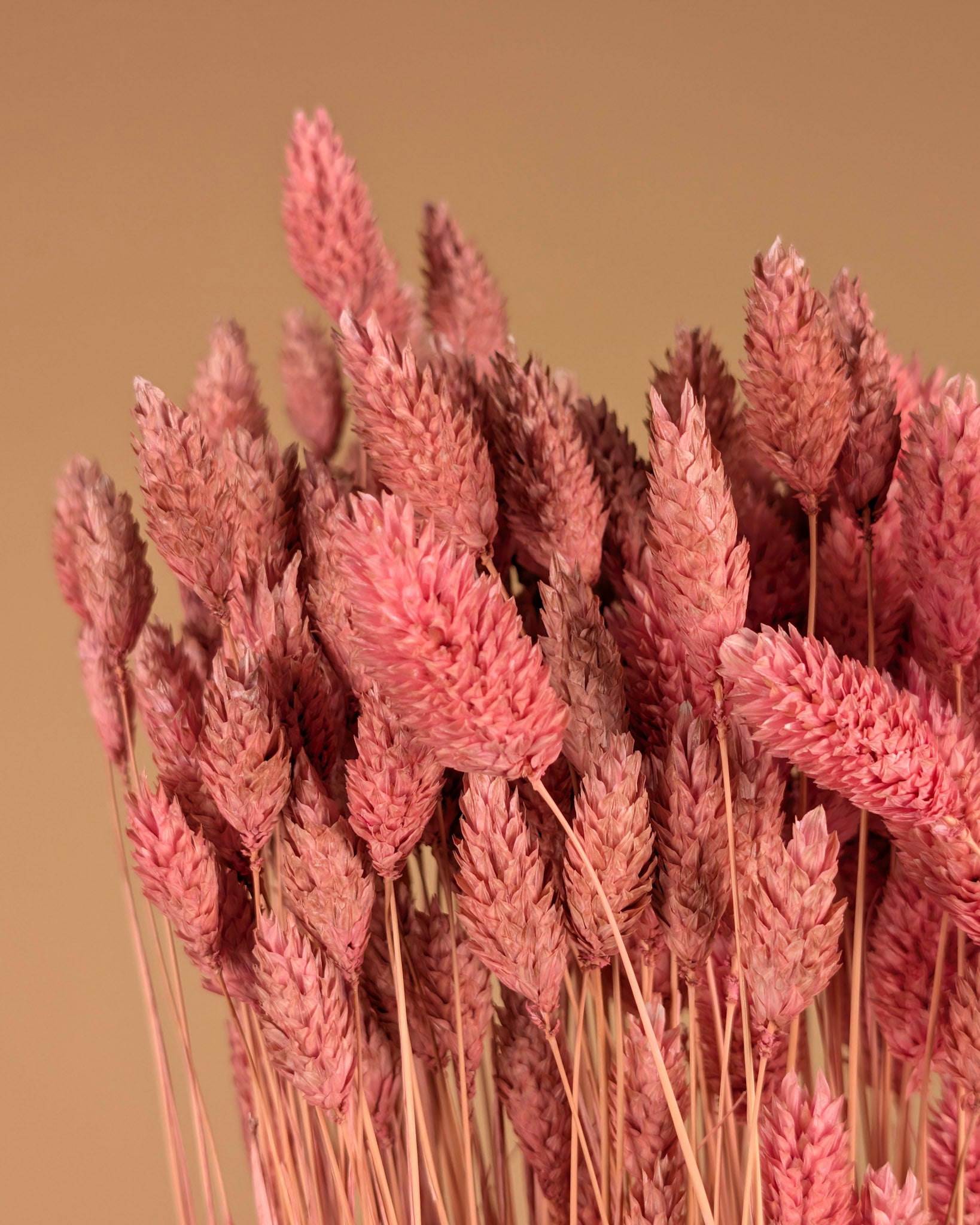 Gedroogde phalaris (kanariegras) – lichtroze