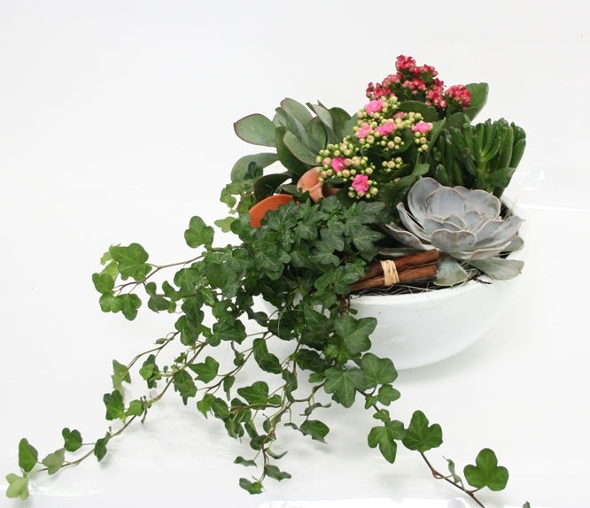 Faire du bol de plantes dans une échelle de céramique blanche