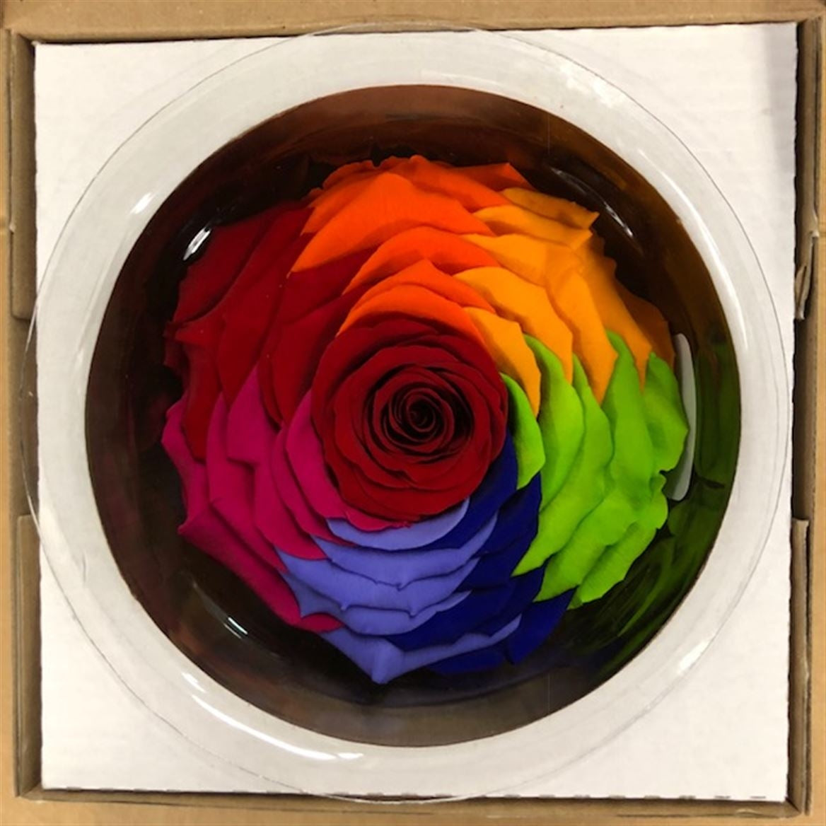 Rose arc-en-ciel conservé dans une boîte cadeau