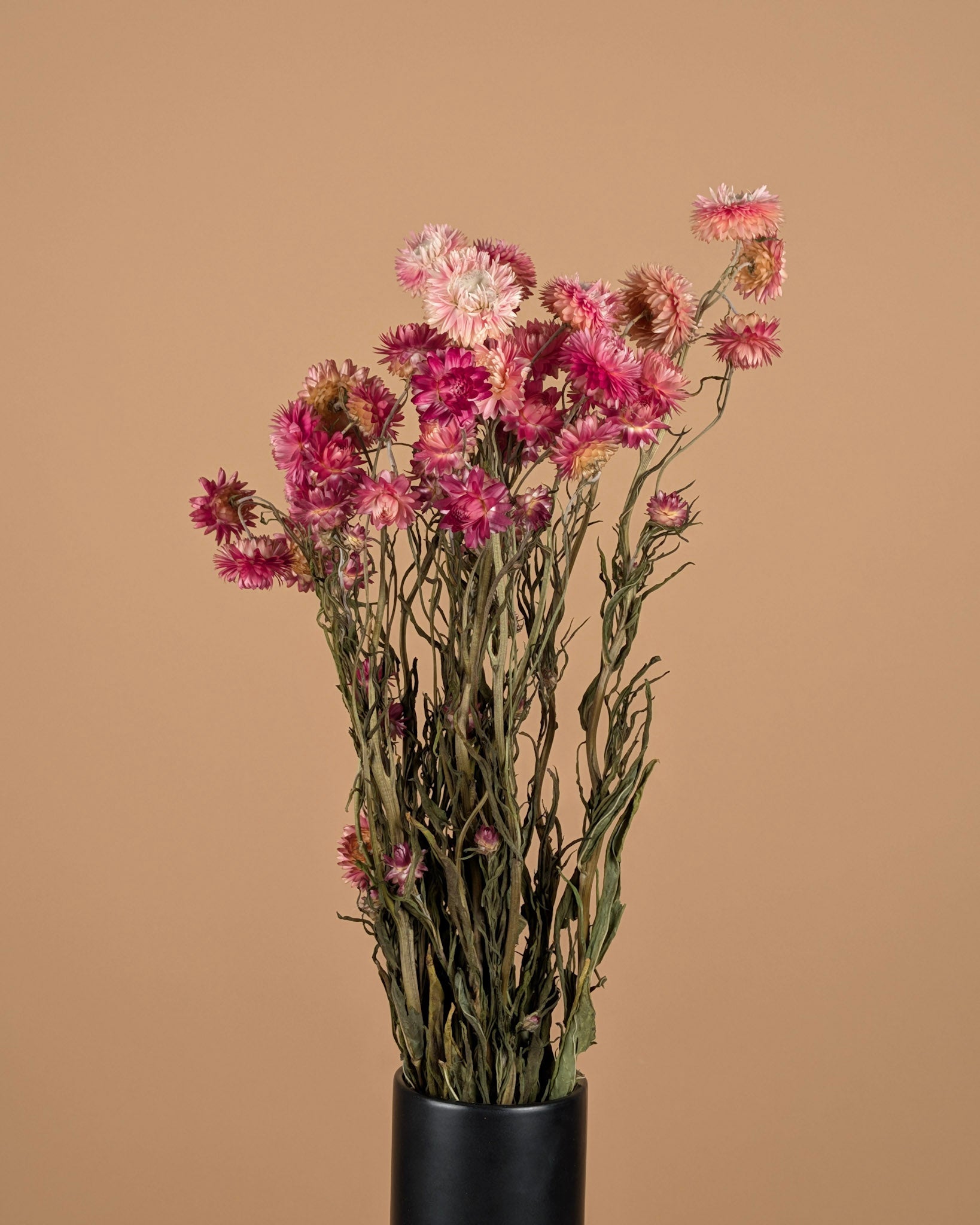 Dried Helichrysum Salmon