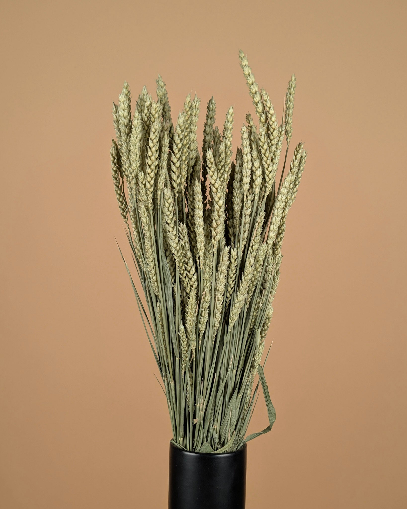 Gedroogde tarwe (triticum) – naturel