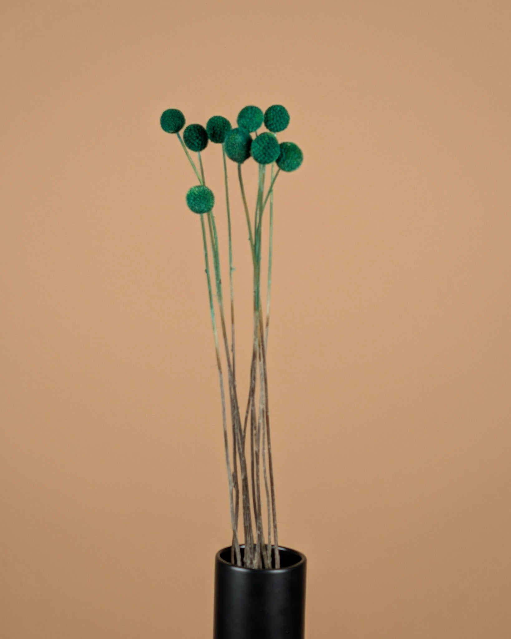 CRASPEDIA GREEN getrocknet (Billy Button)